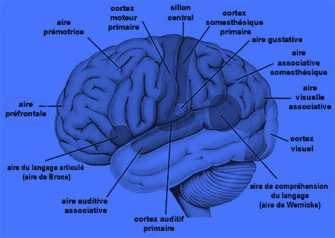 aires du cerveau