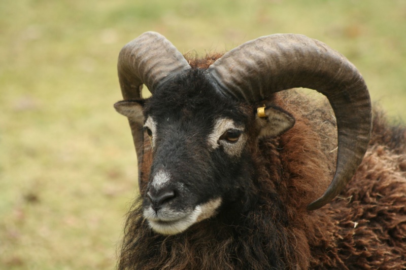 File:Soay Sheep.jpg